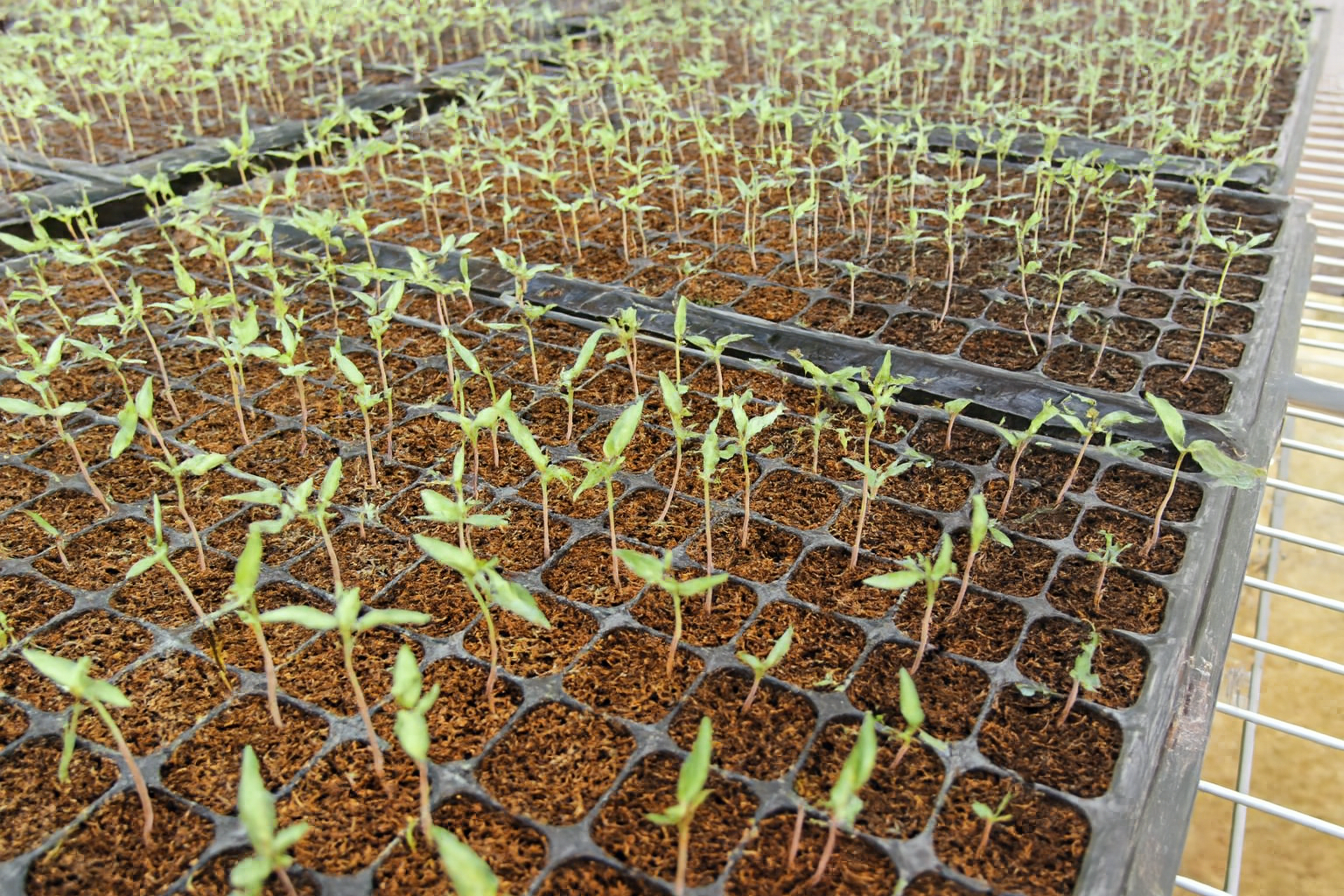 Megaplus Farm - Slide 6