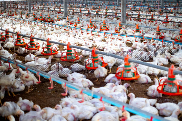 Poultry farming