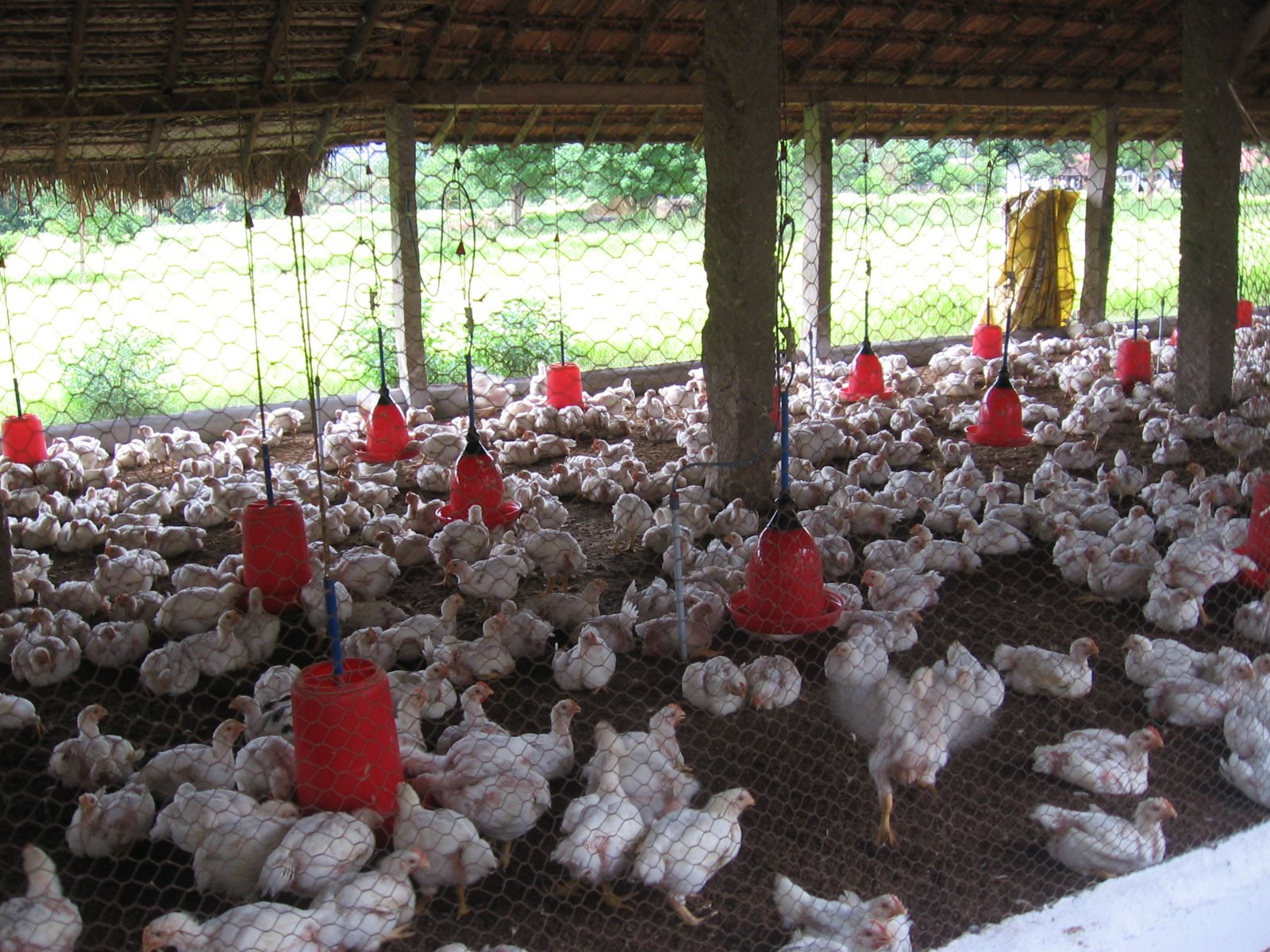Broiler Farm
